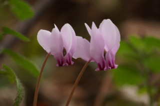 Cyclamen hederifoliumC. neapolitanum bestellen